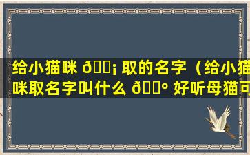 给小猫咪 🐡 取的名字（给小猫咪取名字叫什么 🌺 好听母猫可爱）